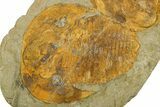 Two Large Cambropallas Trilobites With Pos/Neg #253569-2
